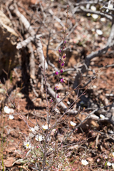 Streptanthus glandulosus glandulosus