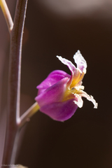Streptanthus glandulosus glandulosus