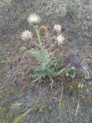 Cirsium inamoenum