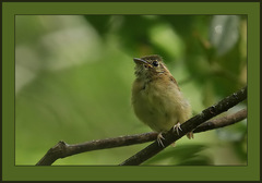 Stub-Tailed Spadebill photo 3