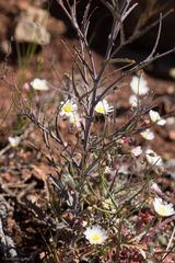 Streptanthus glandulosus glandulosus