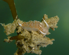 Apata pricei