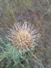 Cirsium inamoenum