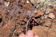 Streptanthus glandulosus glandulosus