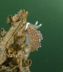 Apata pricei
