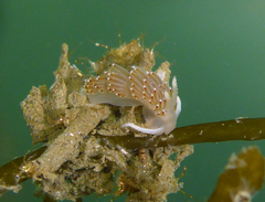 Apata pricei