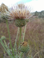 Cirsium inamoenum