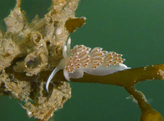 Apata pricei