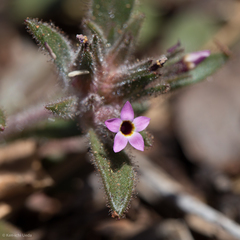 Collomia diversifolia
