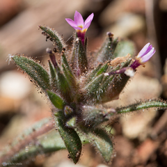 Collomia diversifolia