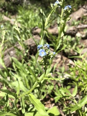 Hackelia velutina