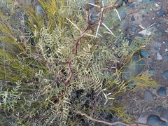 Prosopis alpataco