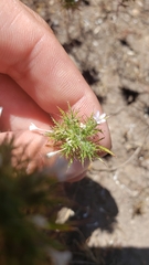 Navarretia tagetina