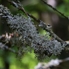 Pseudevernia cladonia