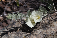 Calystegia malacophylla pedicellata