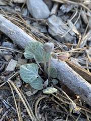 Viola charlestonensis