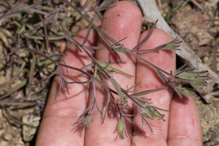 Cordylanthus nidularius