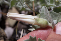 Calystegia malacophylla pedicellata