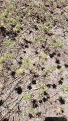 Navarretia tagetina