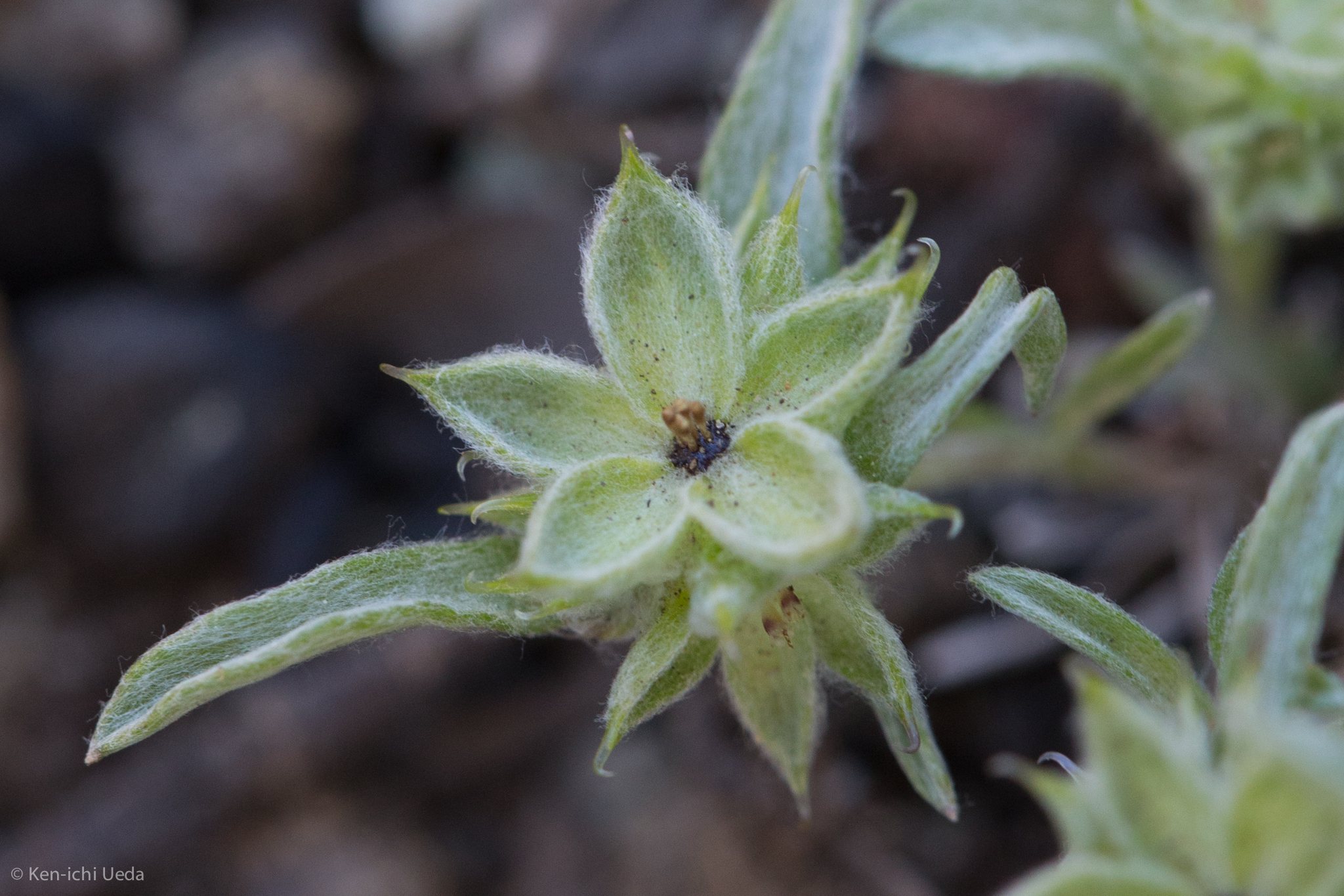 Ancistrocarphus