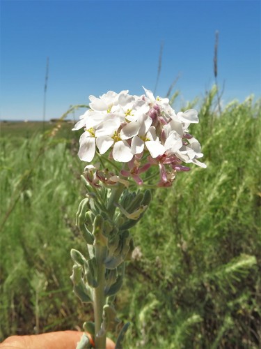 Image of Dimorphocarpa candicans by (c) Annika Lindqvist, some rights reserved (CC BY)