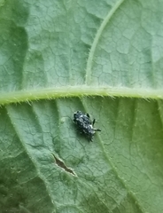 Cylindrocopturus quercus