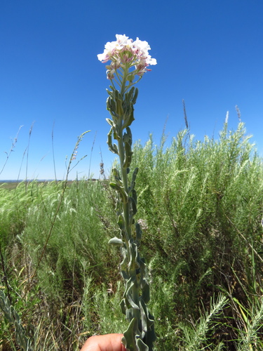 Image of Dimorphocarpa candicans by (c) Annika Lindqvist, some rights reserved (CC BY)