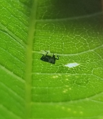 Cylindrocopturus quercus