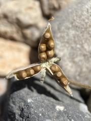 Viola charlestonensis
