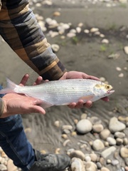 Hiodon alosoides