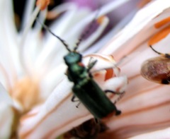 Malachius lusitanicus