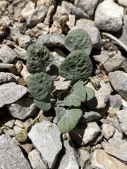 Viola charlestonensis