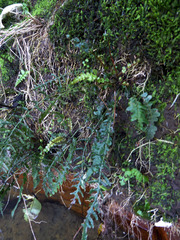 Blechnum zeelandicum