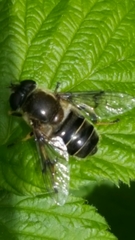 Eristalis obscura