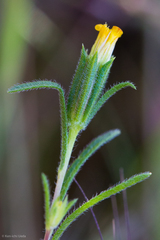 Rigiopappus leptocladus