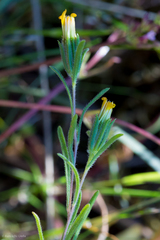 Rigiopappus leptocladus