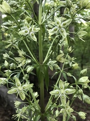 Frasera caroliniensis