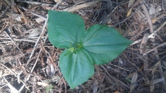 Trillium ovatum ovatum