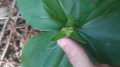 Trillium ovatum ovatum