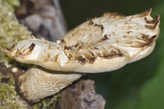 Cerioporus squamosus