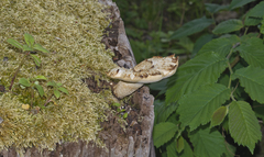 Cerioporus squamosus