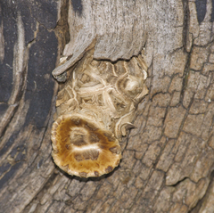 Cerioporus squamosus