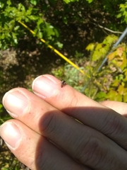 Ophiderma flavicephala