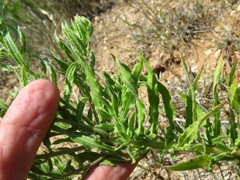 Oenothera cinerea cinerea