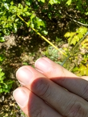 Ophiderma flavicephala