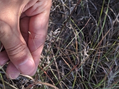 Eragrostis intermedia