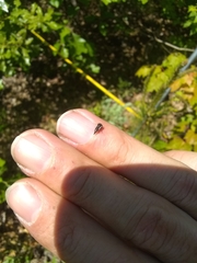 Ophiderma flavicephala