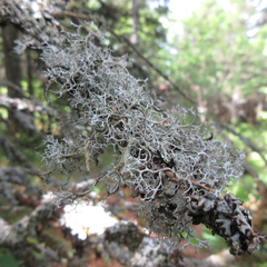 Pseudevernia cladonia