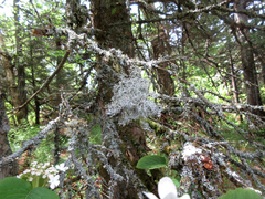 Pseudevernia cladonia