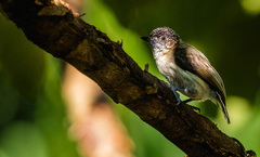 Picumnus granadensis